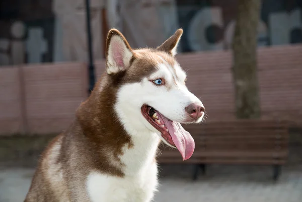 Husky Dog si siede su un sito per l'addestramento dei cani — Foto Stock