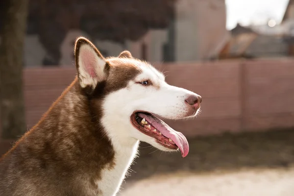 Husky Dog si siede su un sito per l'addestramento dei cani — Foto Stock