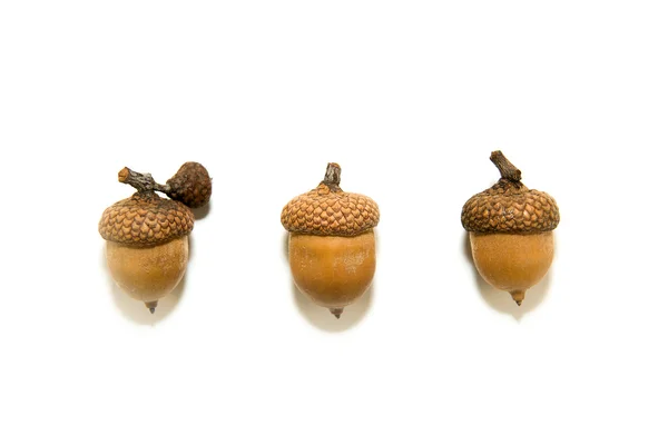Három barna kalap a makk felett fehér — Stock Fotó