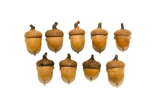Många bruna ekollon med hattar på över vita — Stockfoto