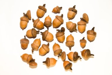 Birçok beyaz üzerinde meşe palamudu şapkalar ile kahverengi