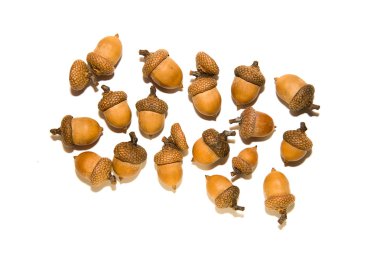 Birçok beyaz üzerinde meşe palamudu şapkalar ile kahverengi