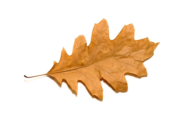 Torka hösten oak leaf på över vita — Stockfoto