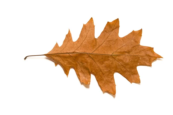 Torka hösten oak leaf på över vita — Stockfoto