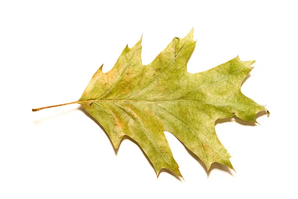 Hoja seca de roble de otoño sobre blanco — Foto de Stock