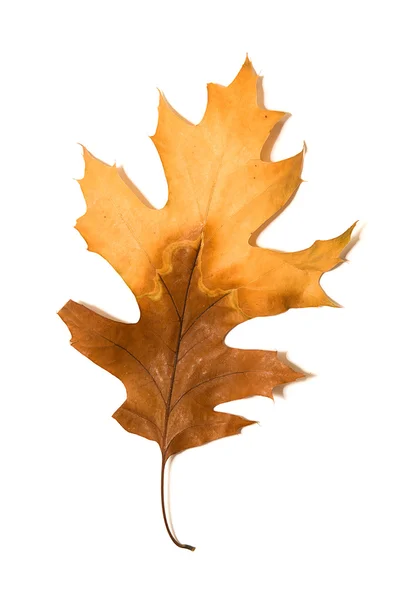 Torka hösten oak leaf på över vita — Stockfoto