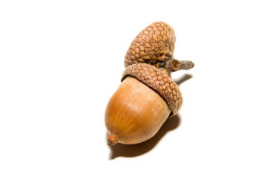 Beyaz üzerinde üzerinde şapkalı bir kahverengi meşe palamudu