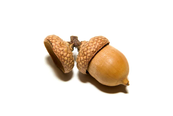 Una bellota marrón con sombrero sobre blanco —  Fotos de Stock