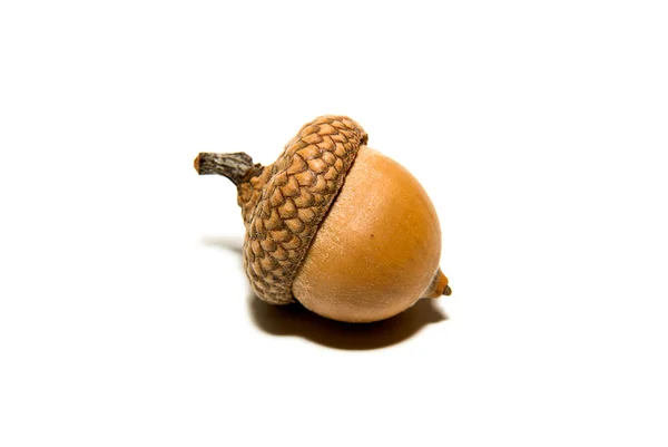 En brun ekollon med hatten över vita — Stockfoto