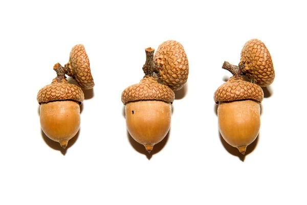 Trois glands bruns avec des chapeaux sur le blanc — Photo