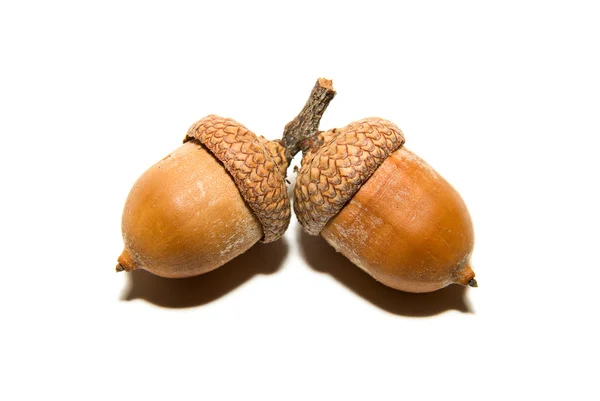 Dos bellotas marrones con sombreros sobre blanco —  Fotos de Stock