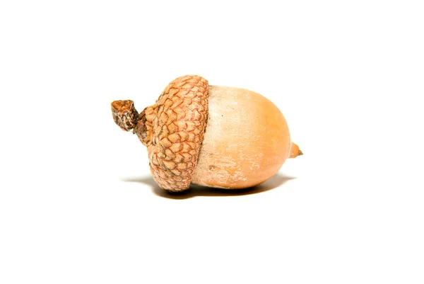 One  brown acorn  with hat on over white — Stock Photo, Image