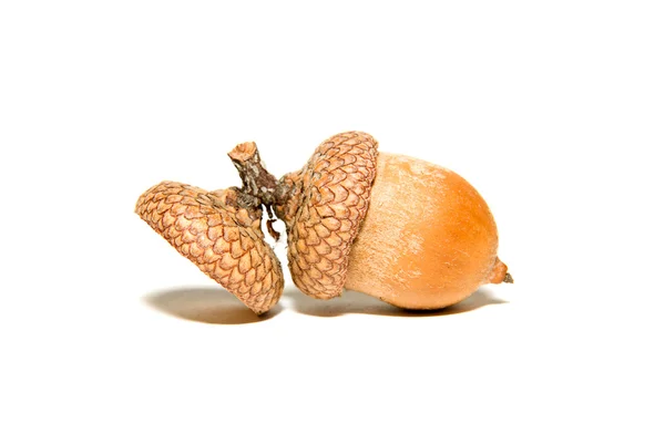Een bruin acorn met hoeden op over Wit — Stockfoto