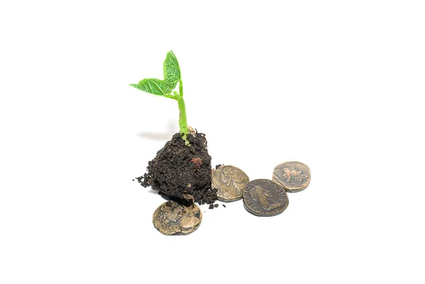 Groene sprout gegroeid uit de bodem-heap — Stockfoto