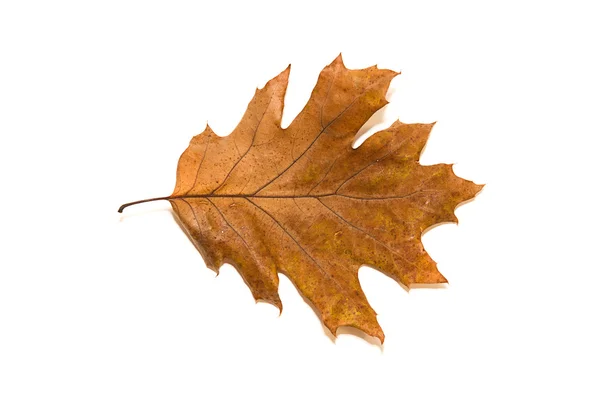 Trockenes Eichenblatt im Herbst über Weiß — Stockfoto