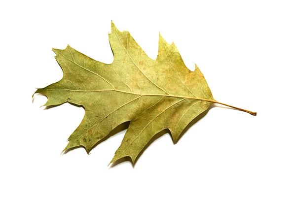 Сухий осінній дубовий лист на білому — стокове фото