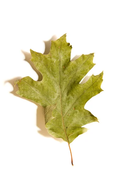 Dry autumn oak leaf on  over white — Stock Photo, Image