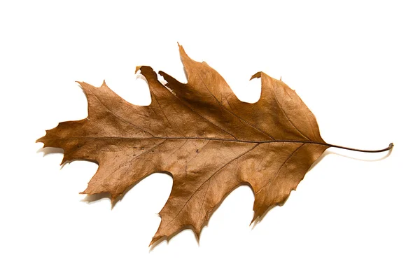 Suchy Dąb jesienny liść na nad białym — Zdjęcie stockowe