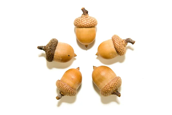 Пять коричневых желудей в шляпах на белом Лицензионные Стоковые Изображения
