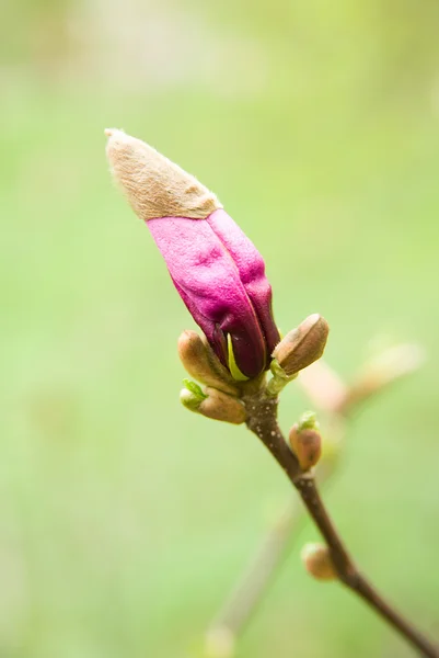 Magnolia planta florece en primavera en un día soleado — Foto de Stock