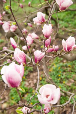 Magnolia bitki çiçek güneşli bir bahar