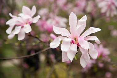 Magnolia bitki çiçek güneşli bir bahar
