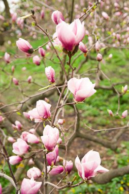 Magnolia bitki çiçek güneşli bir bahar