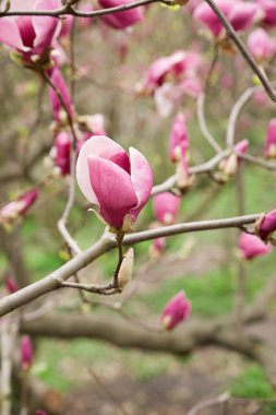 Magnolia bitki çiçek güneşli bir bahar