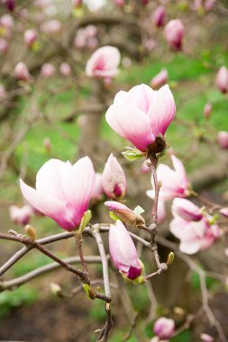 Magnolia bitki çiçek güneşli bir bahar
