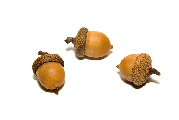 Three  brown acorns  with hats on over white — Stock Photo, Image