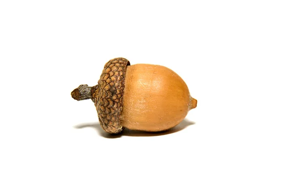 Een bruin acorn met hoed op over Wit — Stockfoto