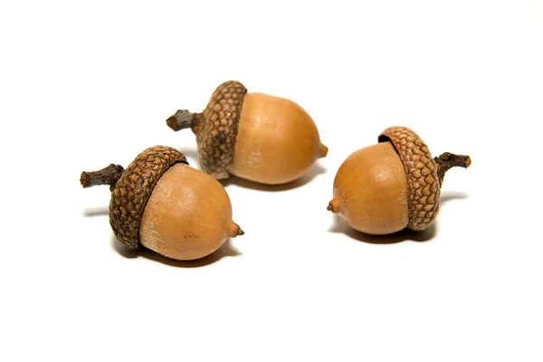 Three  brown acorns  with hats on over white — Stock Photo, Image