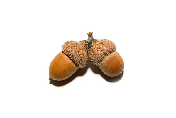 Два коричневих жолуді з капелюхами на білому — стокове фото