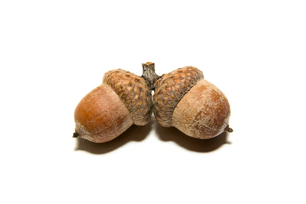 Dos bellotas marrones con sombreros sobre blanco — Foto de Stock