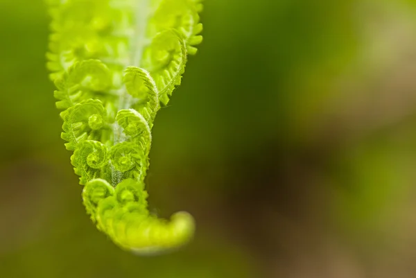 Fern leaves in spring on a sunny day — Stock Photo, Image