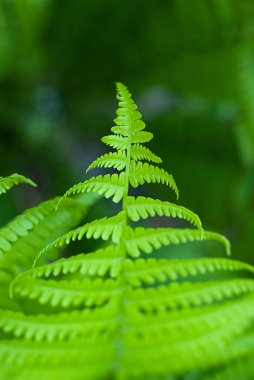 Bahar güneşli bir gün eğreltiotu yaprakları