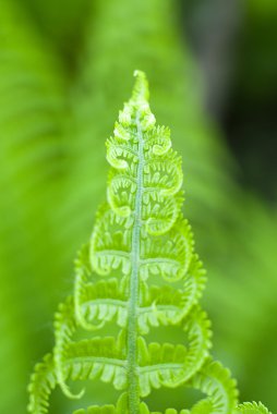 Bahar güneşli bir gün eğreltiotu yaprakları