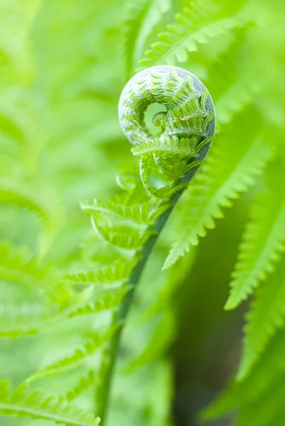 Fern blad på våren på en solig dag — Stockfoto