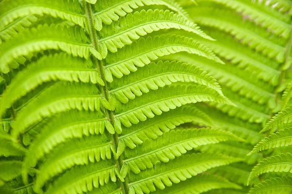 Fern leaves in spring on a sunny day — Stock Photo, Image