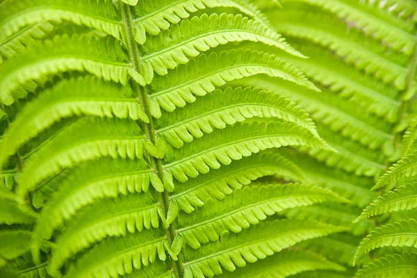 Fern blad på våren på en solig dag — Stockfoto