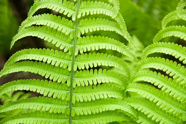 Foglie di felce in primavera in una giornata di sole — Foto Stock