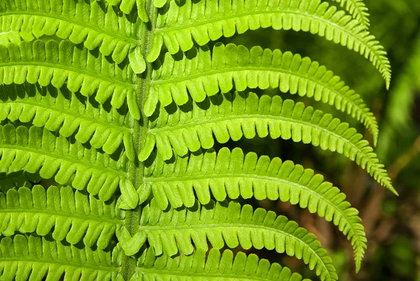 Feuilles de fougère au printemps par une journée ensoleillée — Photo