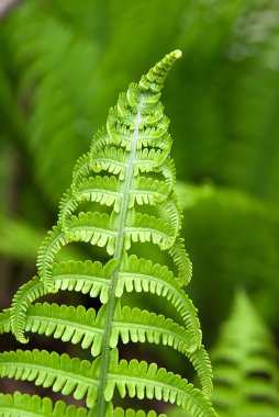 Bahar güneşli bir gün eğreltiotu yaprakları