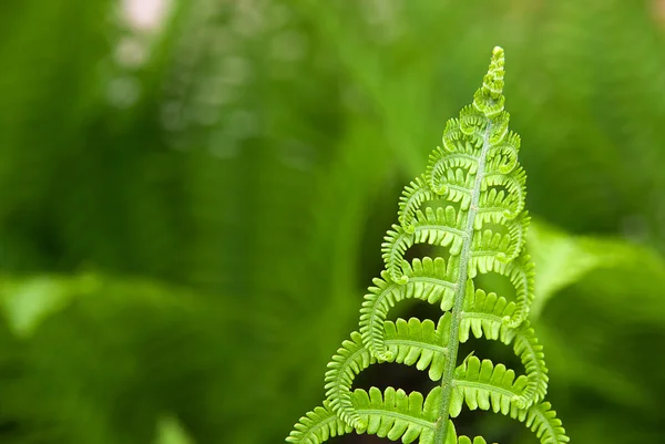 Fern leaves in spring on a sunny day — Stock Photo, Image