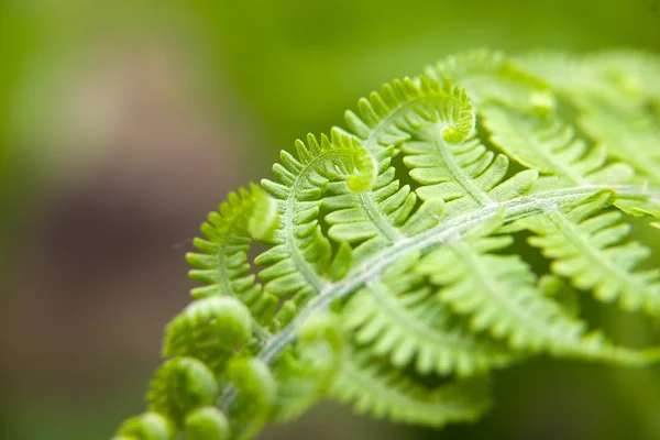 Fern leaves in spring on a sunny day — Stock Photo, Image