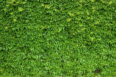 Sarmaşıklar bir binanın duvarında