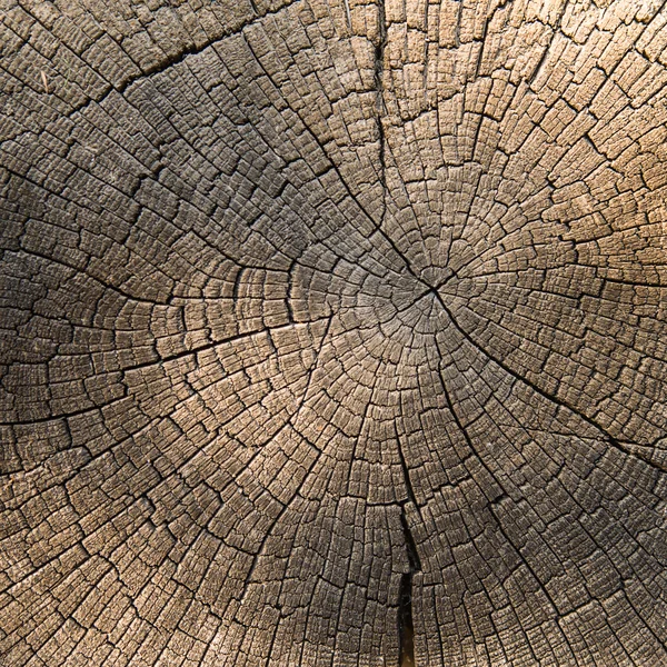 The end of the old logs close-up — Stock Photo, Image