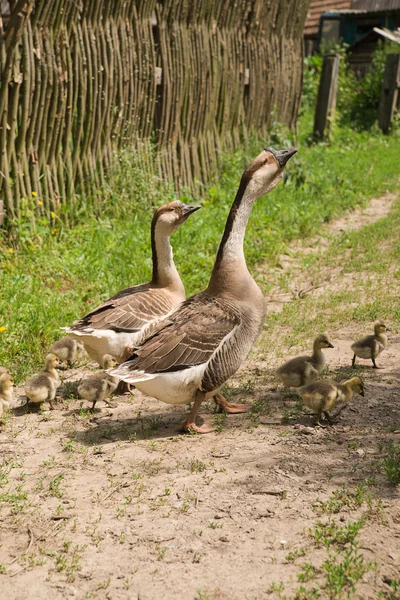 Två gäss och gässlingar på gräset — Stockfoto