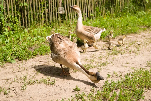 Två gäss och gässlingar på gräset — Stockfoto