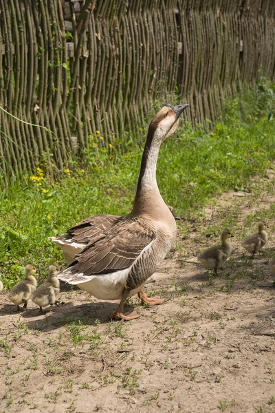 Två gäss och gässlingar på gräset — Stockfoto